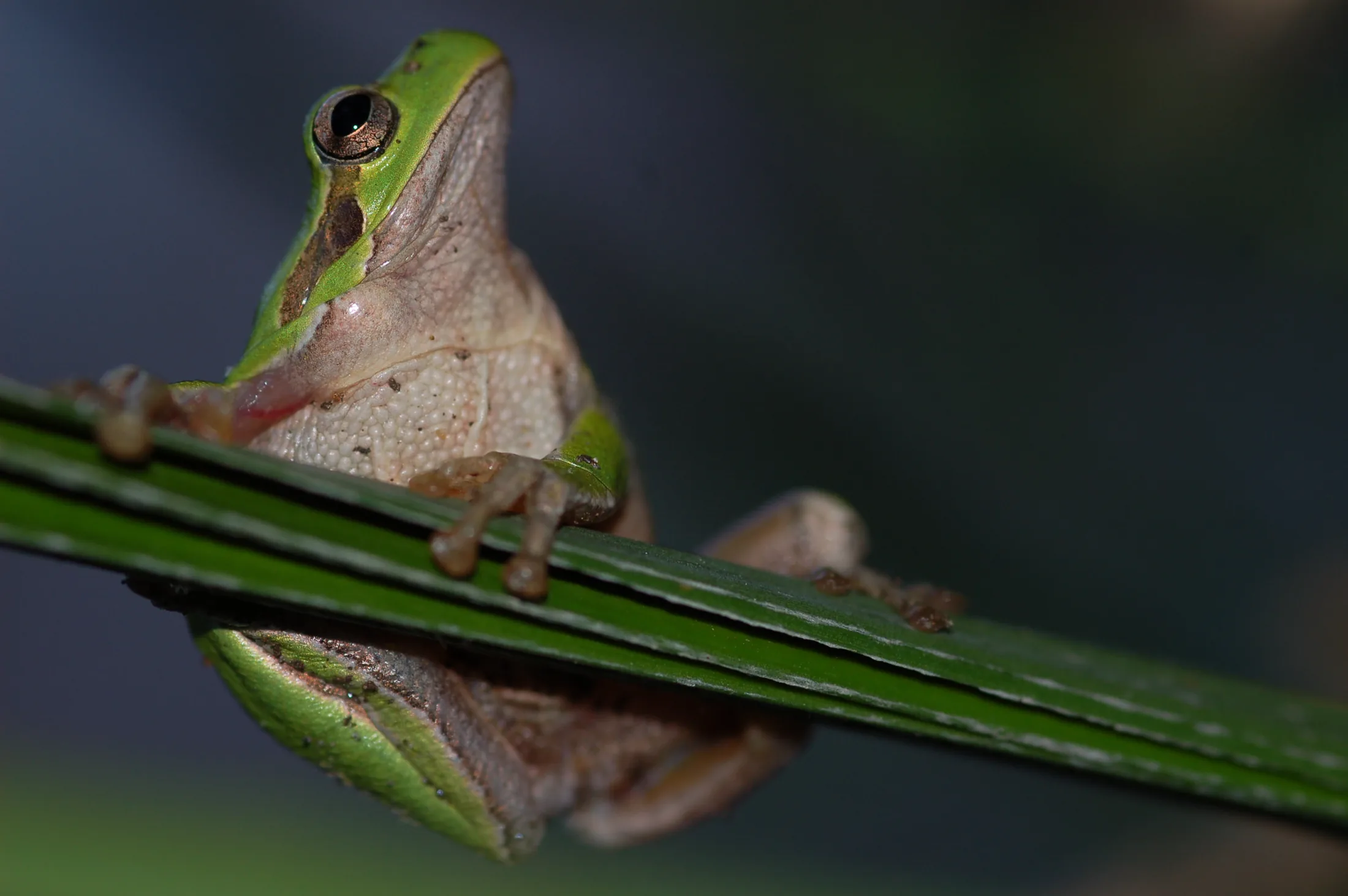 laubfrosch 2